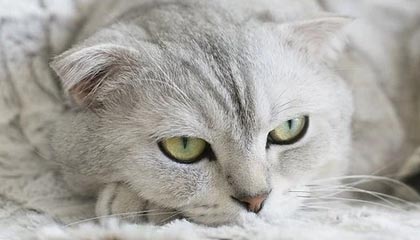 贺博生:黄金原油今日行情最新行情走势分析及多空操作建议