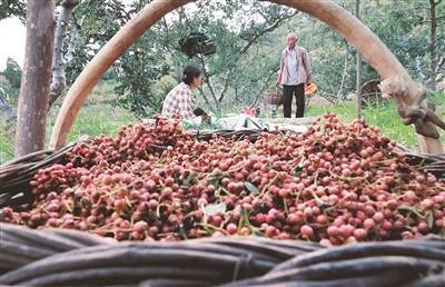 花椒飘香 增收在望