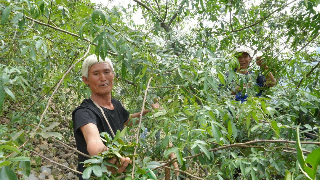 四川金阳青花椒迎来丰收季 芦稿镇大卷村青花椒出口海外