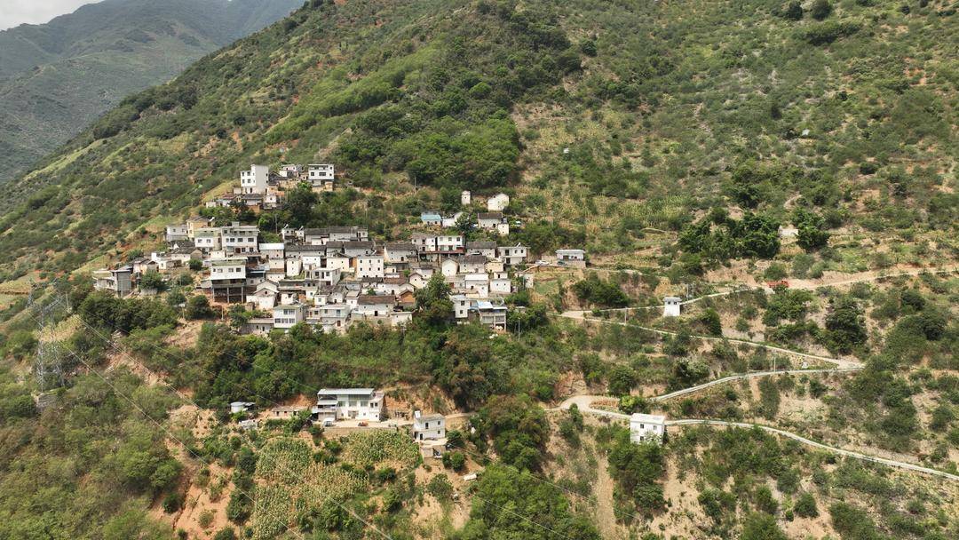 四川金阳青花椒迎来丰收季 芦稿镇大卷村青花椒出口海外