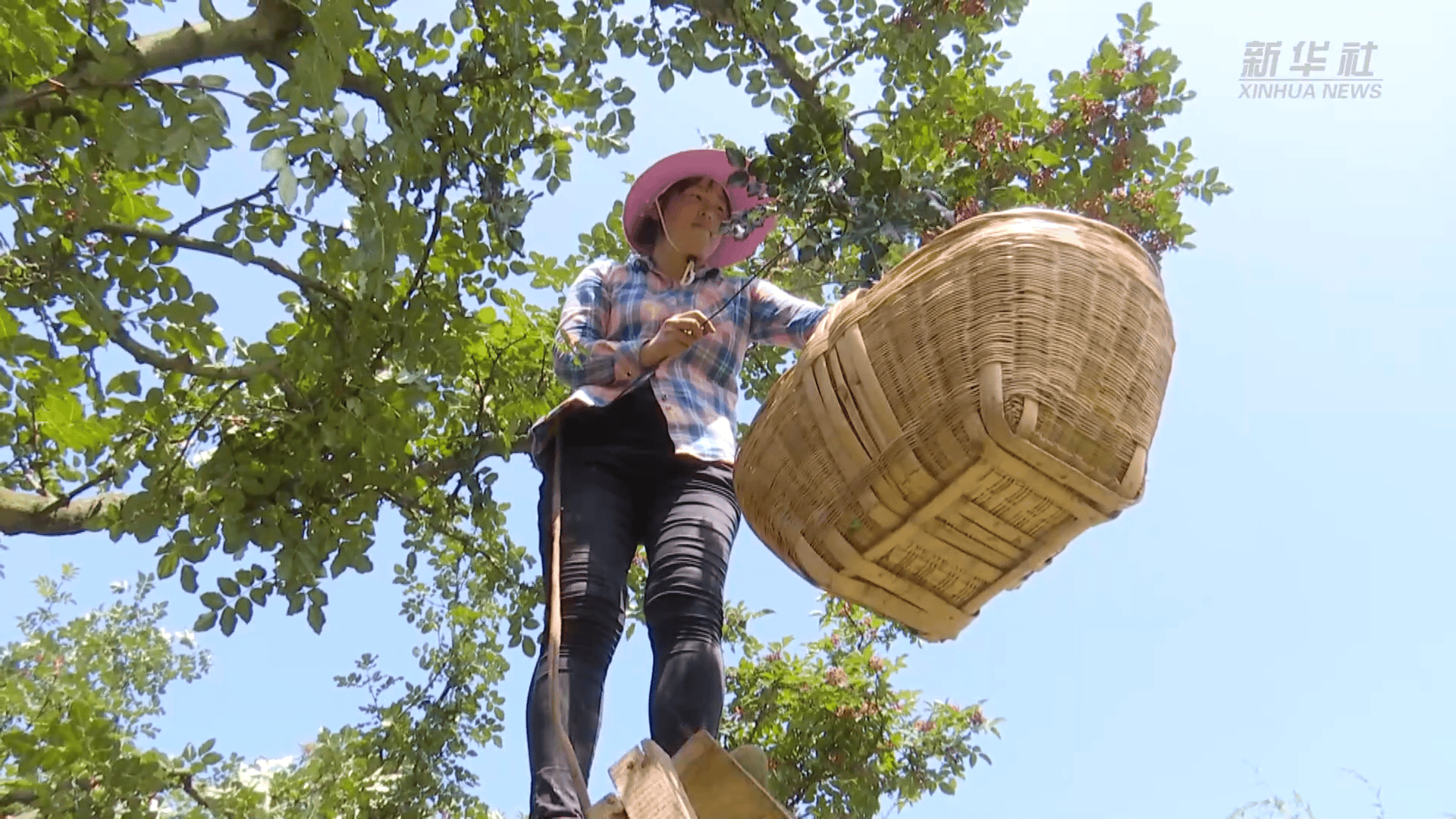 秦岭深处 花椒红了
