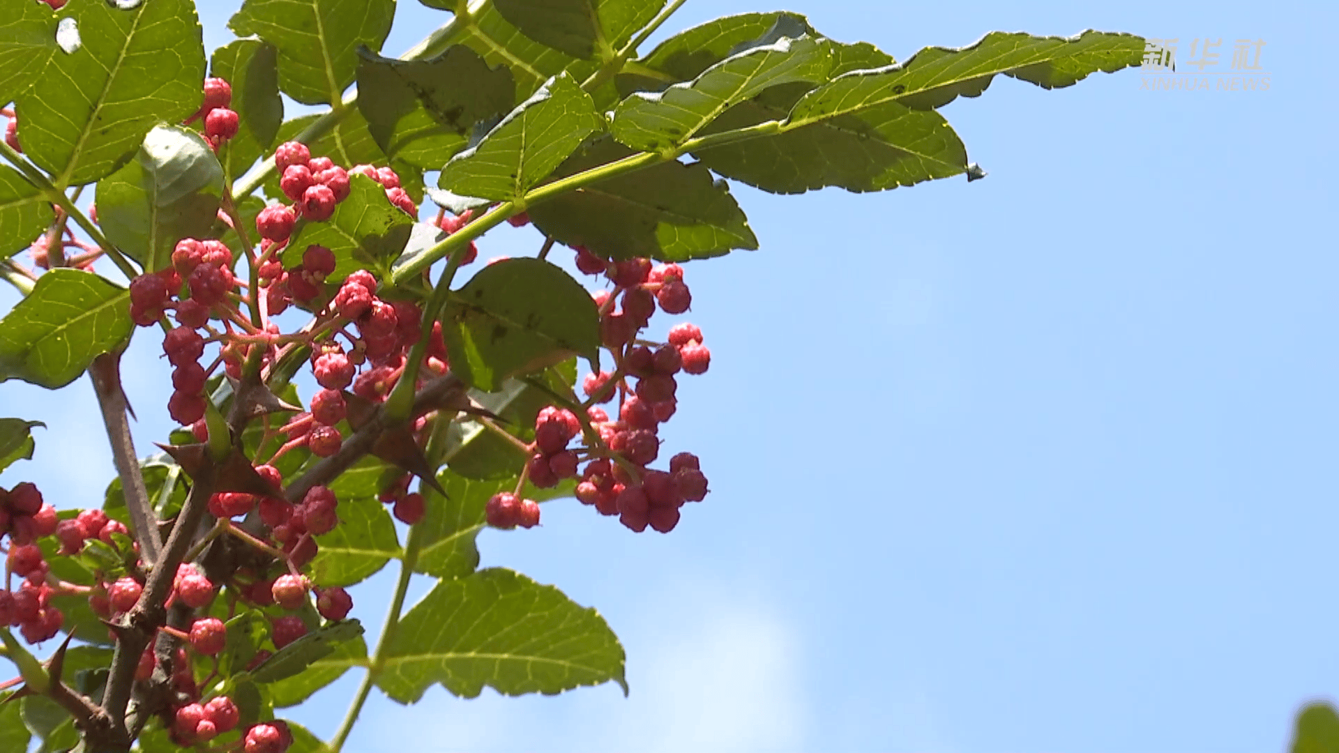 秦岭深处 花椒红了