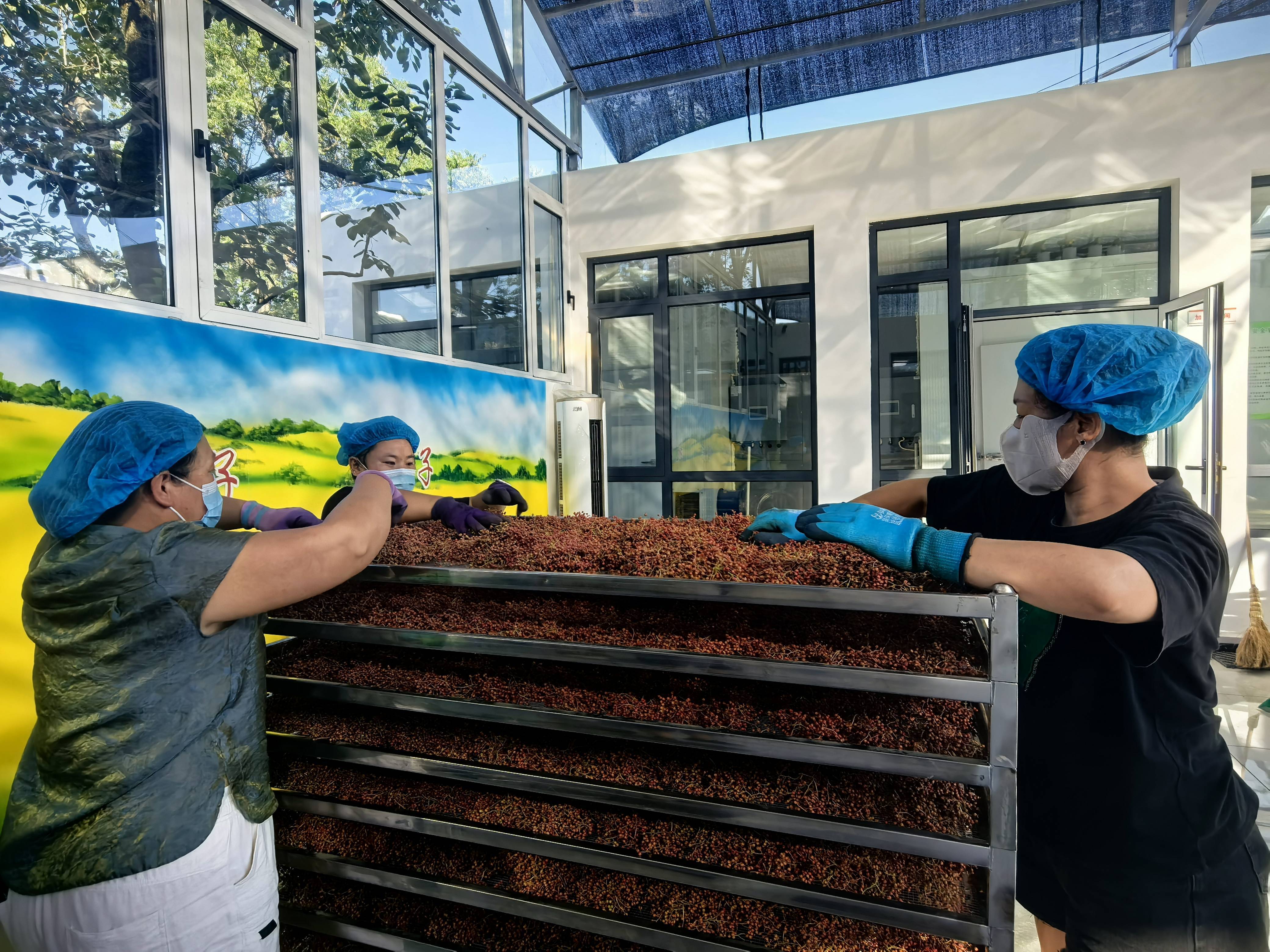 山沟里飘出“花椒香”