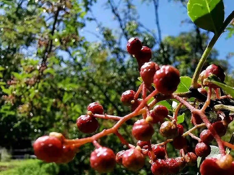 七律 吟花椒（外四首）
