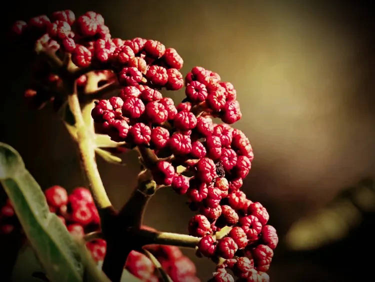 七律 吟花椒（外四首）