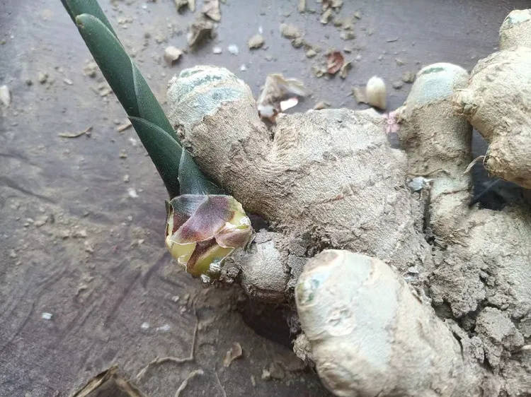 七律 吟花椒（外四首）