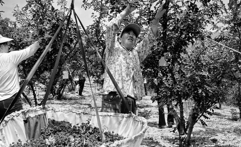 树上花椒红树下土鸡叫