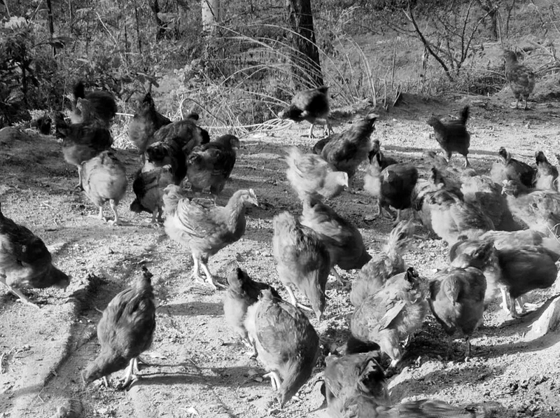 树上花椒红树下土鸡叫