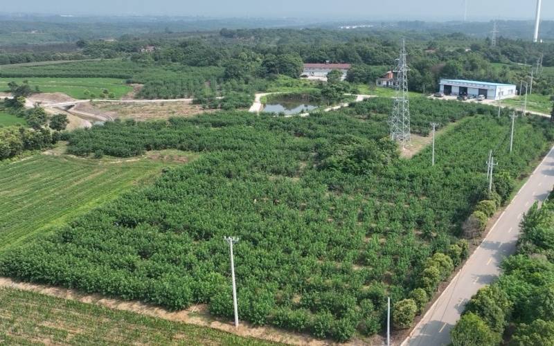“小花椒”结出“金豆豆”