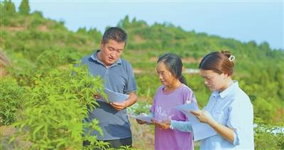 花椒基地来了位“张技术”