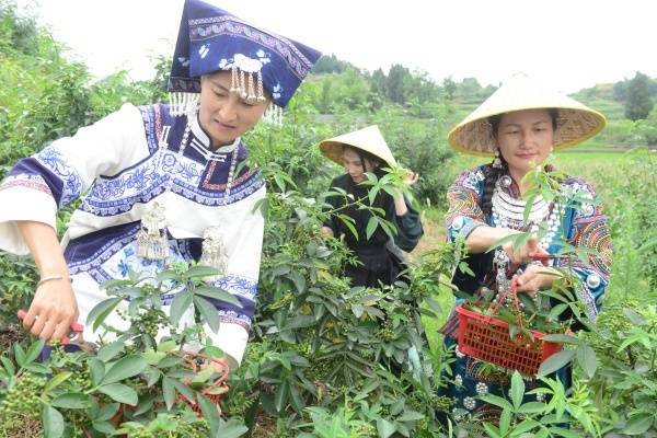 荣昌区第三届花椒节举行