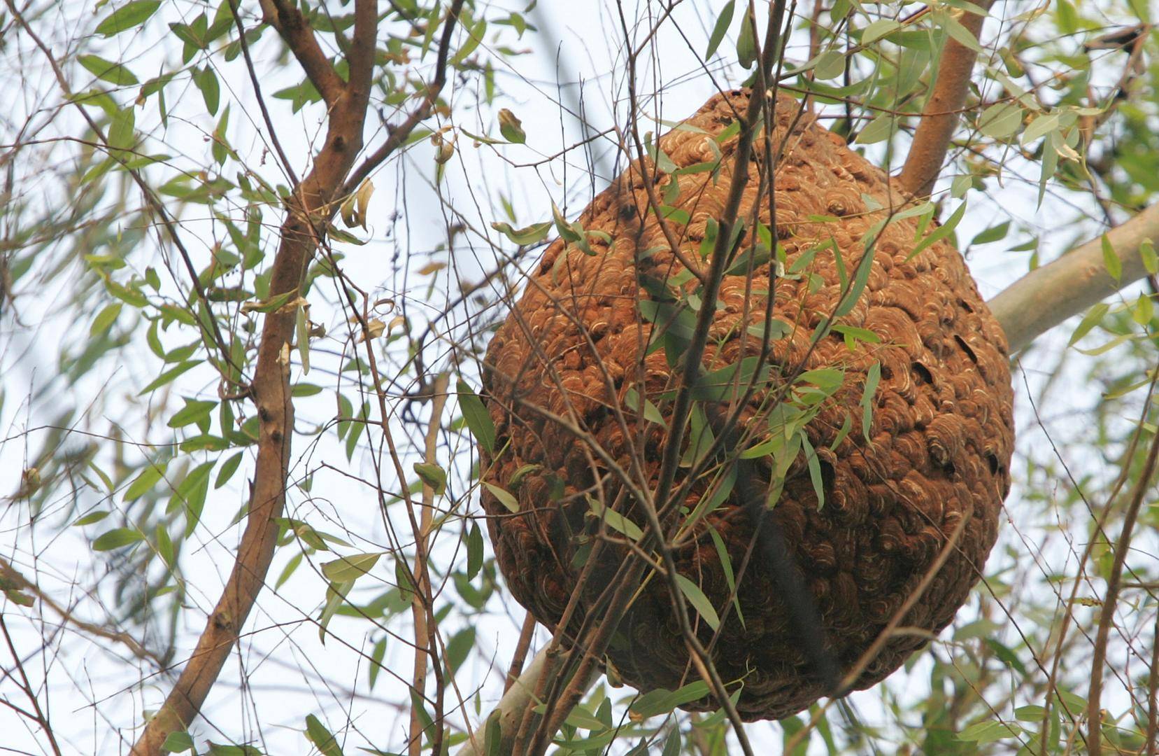 两儿童遭蜂群蜇伤身亡，养蜂人涉过失致人死亡被立案！胡蜂养殖监管存模糊地带